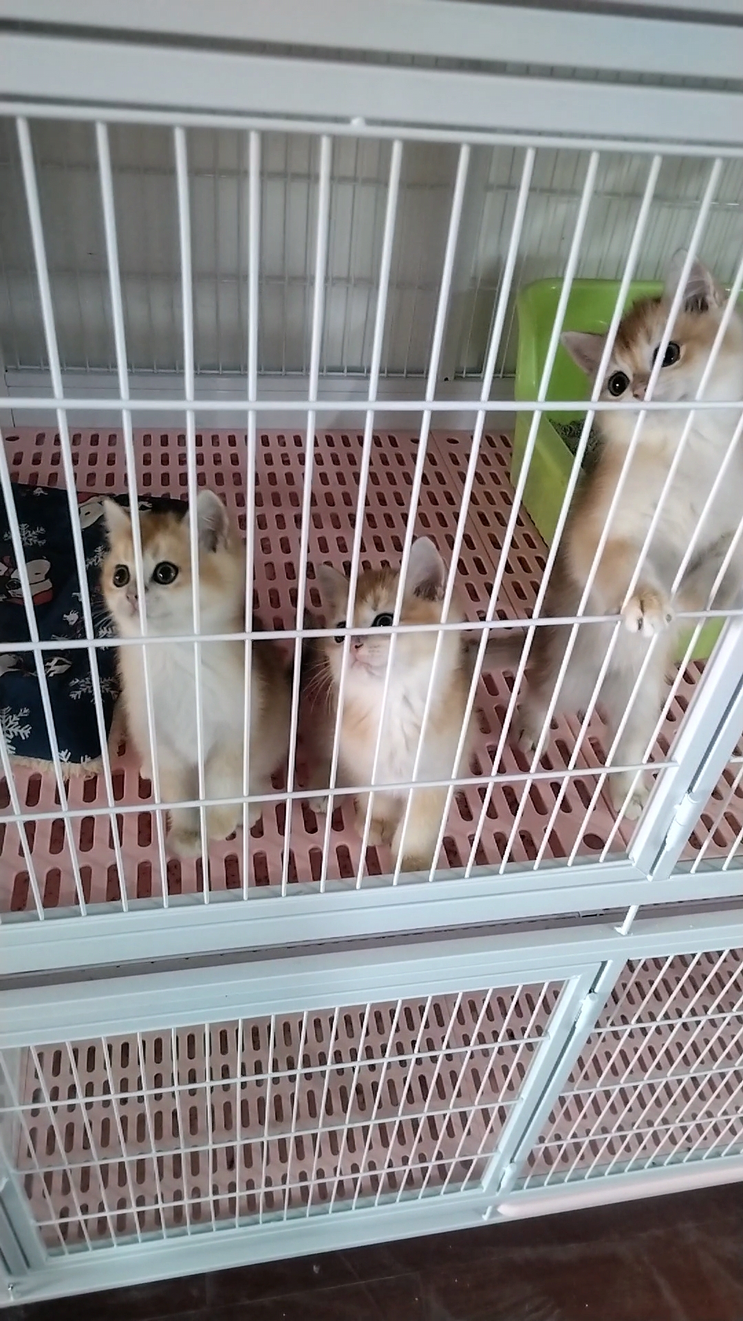 金渐层短毛